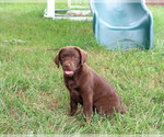 Image preview for Ad Listing. Nickname: Lillian