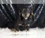 Small #3 Dachshund