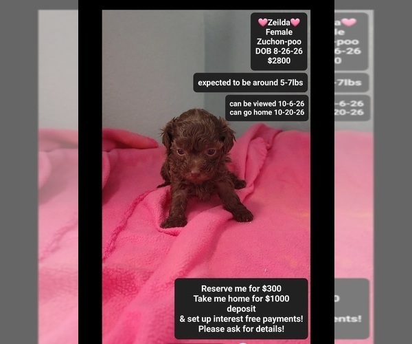 Medium Photo #1 Poodle (Toy)-Zuchon Mix Puppy For Sale in TUCSON, AZ, USA