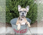 Image preview for Ad Listing. Nickname: Dixie