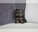 Small Photo #2 Yorkshire Terrier Puppy For Sale in CHICAGO, IL, USA