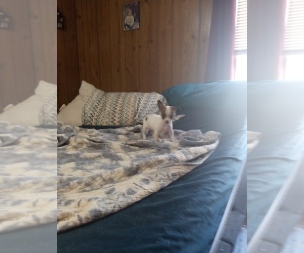 Medium Photo #6 Chihuahua Puppy For Sale in SHALLOTTE, NC, USA