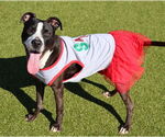 Small #3 American Staffordshire Terrier Mix