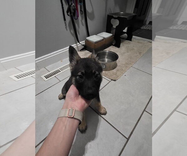 Medium Photo #1 German Shepherd Dog-pomeranian spitz Mix Puppy For Sale in Princeton, MN, USA