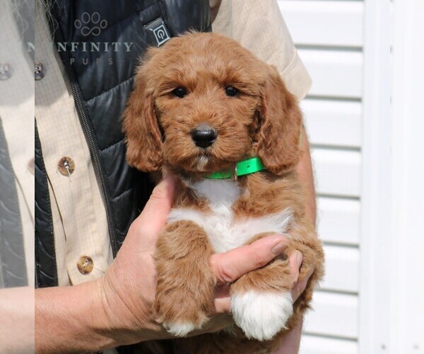Medium Photo #5 Goldendoodle Puppy For Sale in GORDONVILLE, PA, USA