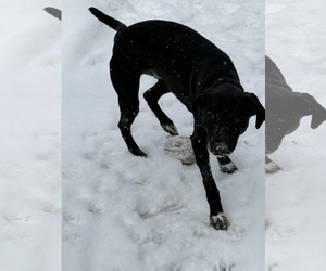 Zeus - Male Catahoula Leopard Dog-Labrador Retriever Mix Dog for Adoption - Photo #4