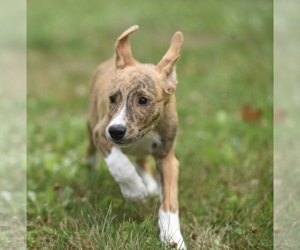 Medium Photo #3 Plott Hound-Unknown Mix Puppy For Sale in Mechanicsburg, PA, USA