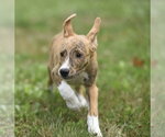 Small #2 Plott Hound Mix