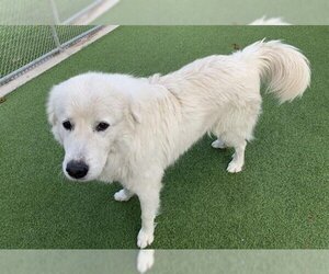Great Pyrenees-Unknown Mix Dogs for adoption in Grand Prairie, TX, USA