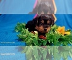 Small Photo #31 Yorkshire Terrier Puppy For Sale in AKRON, OH, USA