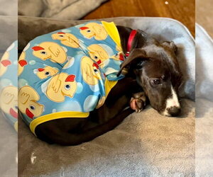 Marley2 - Female Mutt Dog for Adoption - Photo #5