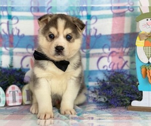 Labrador Retriever-Siberian Husky Mix Puppy for sale in LANCASTER, PA, USA