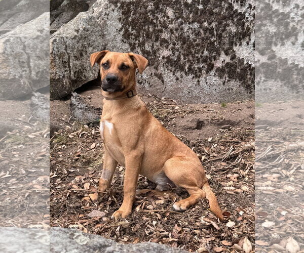 Medium Photo #3 Mutt Puppy For Sale in Lake Elsinore, CA, USA