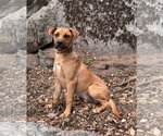 Small #2 Mutt