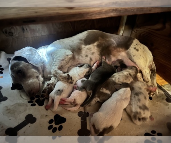 Medium Photo #150 Dachshund Puppy For Sale in LAKEBAY, WA, USA