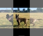 Small Photo #6 Belgian Malinois Puppy For Sale in FRESNO, CA, USA