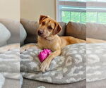 Small #5 American Pit Bull Terrier-Labrador Retriever Mix