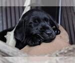 Small Photo #29 Labrador Retriever Puppy For Sale in STROUD, OK, USA