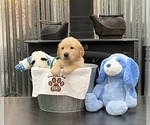 Puppy Mr Green Golden Retriever