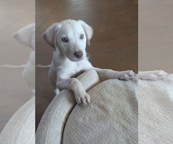 Medium Photo #3 Labrador Retriever-Unknown Mix Puppy For Sale in Fort Worth, TX, USA