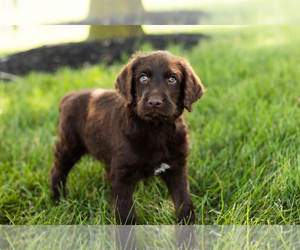 Labradoodle Puppy for sale in SHIPSHEWANA, IN, USA