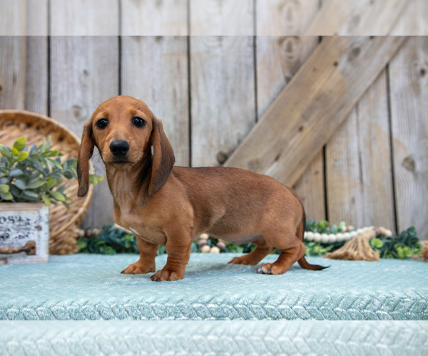 Medium Photo #3 Dachshund Puppy For Sale in GREENWICH, OH, USA
