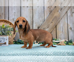 Small Photo #3 Dachshund Puppy For Sale in GREENWICH, OH, USA