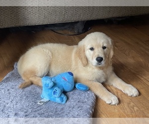 Golden Retriever Puppy for sale in FAIR PLAY, SC, USA