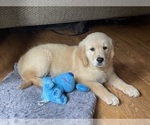 Image preview for Ad Listing. Nickname: Scout