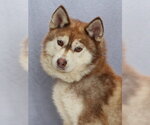 Small #1 Alaskan Klee Kai