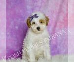Small Photo #31 Poodle (Toy) Puppy For Sale in WARSAW, IN, USA