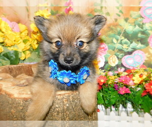 Pomeranian Puppy for sale in HAMMOND, IN, USA