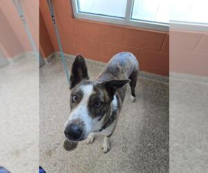 German Shepherd Dog-Siberian Husky Mix Dogs for adoption in Pueblo, CO, USA