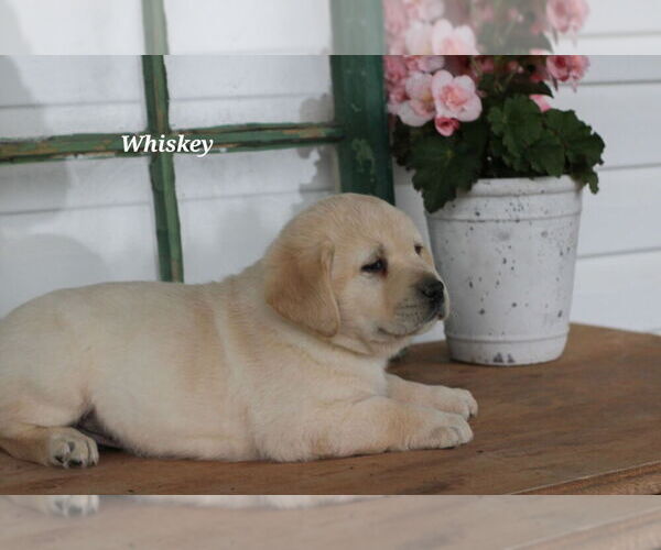 Medium Photo #26 Labrador Retriever Puppy For Sale in STANLEY, NY, USA