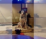 Small Photo #1 Dalmatian Puppy For Sale in ROMEOVILLE, IL, USA