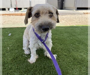 Lhasa Apso-Unknown Mix Dogs for adoption in San Bernardino, CA, USA