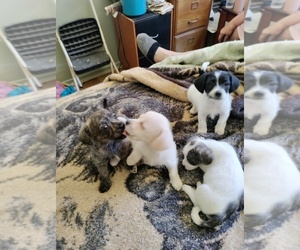 Cojack-Poodle (Toy) Mix Puppy for sale in GARDEN GROVE, CA, USA