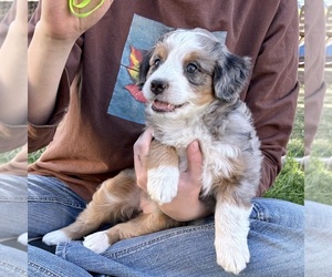 Bernedoodle (Miniature) Puppy for sale in ROY, UT, USA