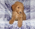 Small #3 Labradoodle