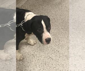 Mutt Dogs for adoption in Conroe, TX, USA