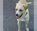 Small Labrador Retriever-Retriever  Mix