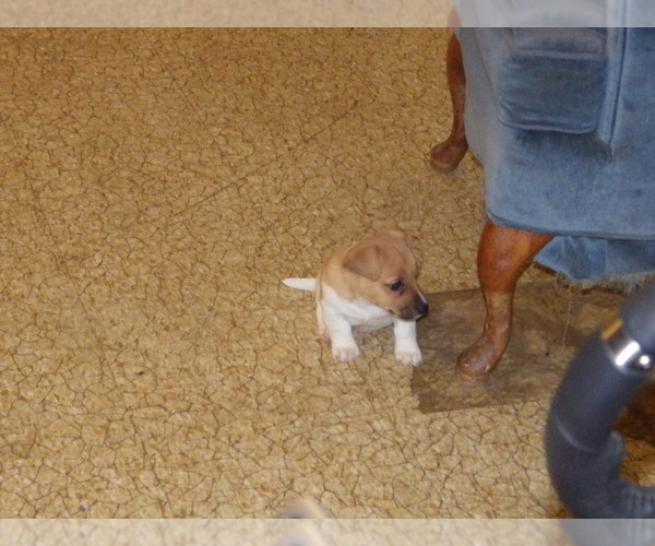 Medium Photo #4 Jack Russell Terrier Puppy For Sale in CINCINNATI, OH, USA
