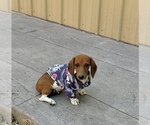 Small #5 Dachshund