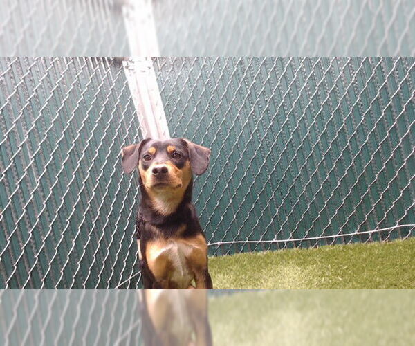 Medium Photo #1 Beagle-Unknown Mix Puppy For Sale in Downey, CA, USA