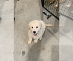 Small Photo #1 Golden Retriever Puppy For Sale in SPG VALLEY LK, CA, USA