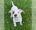 Small Mutt