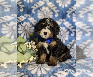 Miniature Bernedoodle Puppy for sale in OXFORD, PA, USA