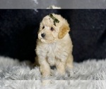 Small #2 Maltipoo