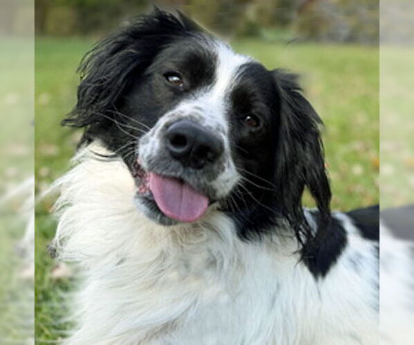 Medium Photo #3 Cocker Spaniel Puppy For Sale in Arlington, VA, USA