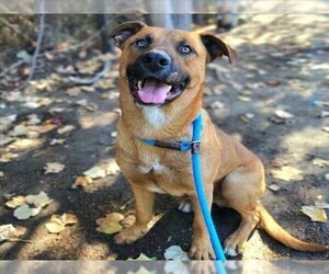 American Pit Bull Terrier-German Shepherd Dog Mix Dogs for adoption in Long Beach, CA, USA